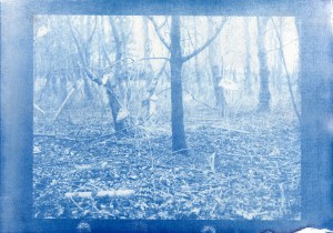 cyanotype300dpi001